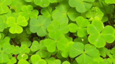 Sekoya doru kuşuna yakın çekim