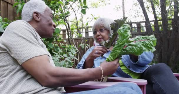 Senior Couple Noir Parler Légumes Dans Jardin — Video