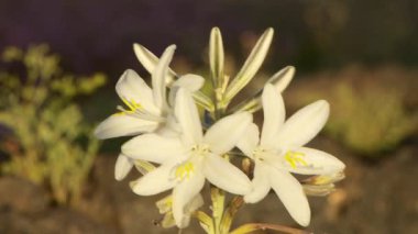 Çöl Vahşi Çiçekleri Manzarası