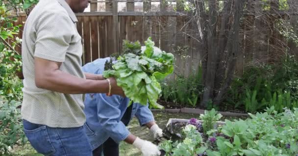 Casal Africano Sênior Jardinagem Juntos Quintal — Vídeo de Stock