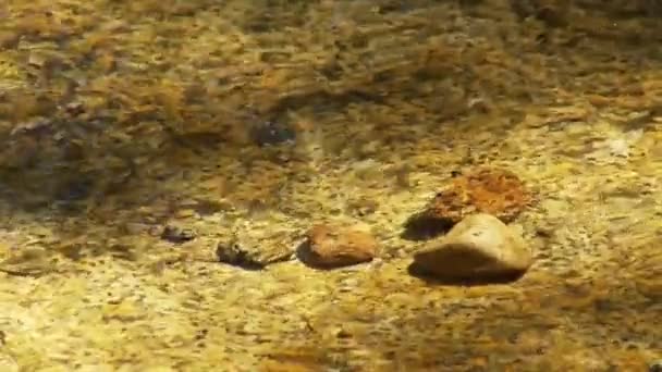 Widok Rzekę Tuolumne — Wideo stockowe