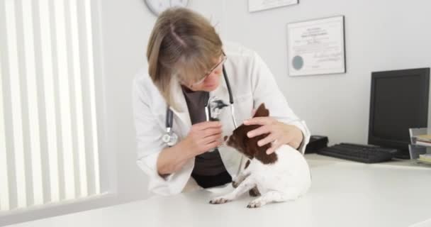 Старша Жінка Ветеринар Проводить Перевірку Змішаній Чихуахуа — стокове відео