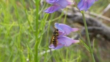 Sarı Ceketli Vahşi Çiçek