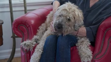 Rahatlamış yaşlı köpek evcil hayvan alıyor ve sahibinin kucağına oturuyor. Wheaton Terrier 'i olan son sınıf öğrencisi bir kadın birlikte vakit geçiriyor. Yavaş çekim 4k