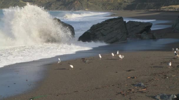 加利福尼亚海岸的海鸥 — 图库视频影像