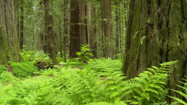 Redwood Wald Zur Tageszeit — Stockvideo