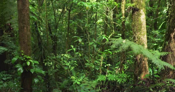 Prachtige Natuur Achtergrond Van Weelderige Groene Bosvegetatie Zonlicht Een Wirwar — Stockvideo