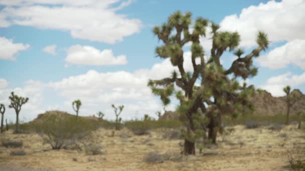 Scenic Landscape Utsikt Över Joshua Tree National Park Desert Med — Stockvideo
