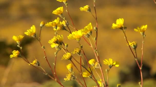 Desert Wild Flowers Vue Panoramique — Video