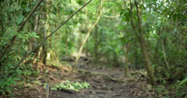 Fondo Borroso Exuberantes Árboles Forestales Selva Costarricense Vegetación Selvática Destino — Vídeo de stock