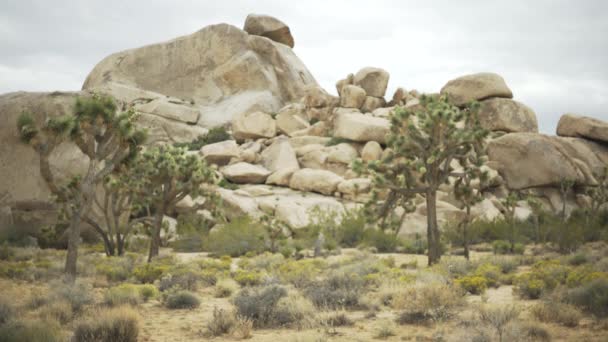 Stor Klippa Mesa Omgiven Yucca Träd Joshua Tree För Grön — Stockvideo