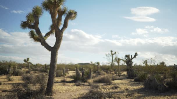 Ett Yucca Träd Stor Tom Öken För Grön Skärm Eller — Stockvideo
