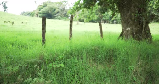 国の芝生のフィールドの前に木や鉄条網フェンスのフォーカス背景プレートのうち 緑の画面上で合成またはキーのためのぼやけたショット — ストック動画