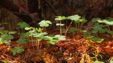 Gündüz vakti orman zemininde 