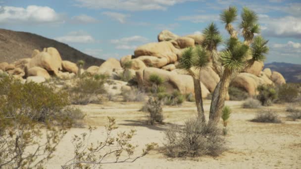 Grande Mesa Alberi Desertici Sotto Cielo Molto Blu Leggermente Nuvoloso — Video Stock