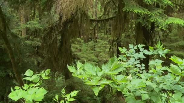 黄昏时分的绿色森林景观 — 图库视频影像
