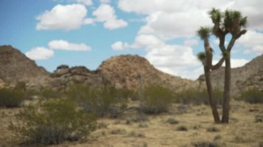 Joshua Tree Çölü 'nün yukka ağaçları ve kaktüsleri yakınındaki büyük kaya sırtı yeşil ekran veya krom anahtar için mavi gökyüzünü gölgeliyor. Birleşiklik veya anahtarlama için odak dışı veya odaklanmış çekim.