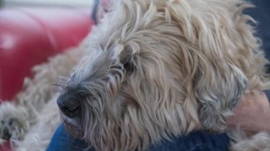 Rahatlamış yaşlı köpeğin evcil hayvan alması ve sahiplerinin kucağına oturması. Wheaton Terrier 'i olan son sınıf öğrencisi bir kadın birlikte vakit geçiriyor. Yavaş çekim 4k