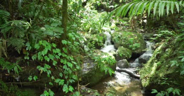 Spokojna Scena Rzeki Przepływającej Przez Zielone Mszalne Kamienie Tropikalnym Lesie — Wideo stockowe