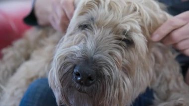 Sahibinin kucağında oturan gevşemiş yaşlı köpeğin evcil hayvan ve kulak tırmalamasına yakın çekim. Wheaton Terrier 'i olan son sınıf öğrencisi bir kadın birlikte vakit geçiriyor. Yavaş çekim 4k