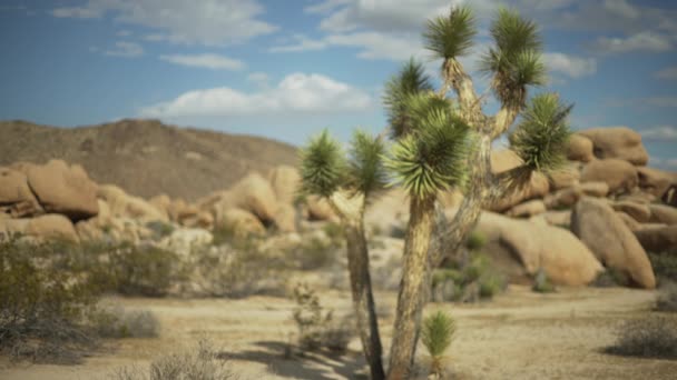 Ein Großer Yucca Baum Mit Einer Gebirgskette Die Hintergrund Für — Stockvideo