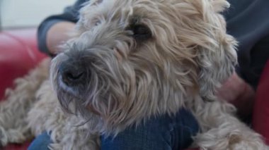 Sahiplerinin kucağına evcil hayvanlar otururken gevşemiş yaşlı köpek burnuna aşırı yakın çekim. Wheaton Terrier 'i olan son sınıf öğrencisi bir kadın birlikte vakit geçiriyor. Yavaş çekim 4k