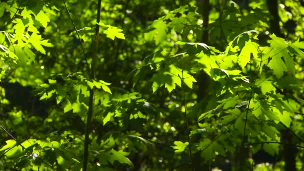 Зеленые Насаждения Лесу Секвойи — стоковое видео