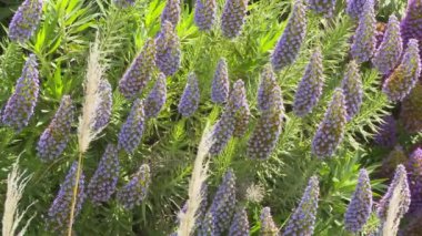 Lupin 'in yakın çayırı