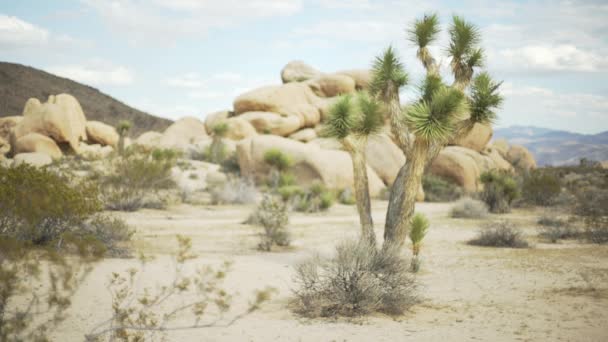 Grande Albero Yucca Mesa Schermo Verde Chiave Cromatica Messa Fuoco — Video Stock