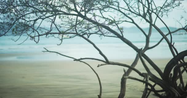 透过红树林的枝条 隐约看到平静的低潮浪花 白沙滩上倒下的红树背景板 — 图库视频影像