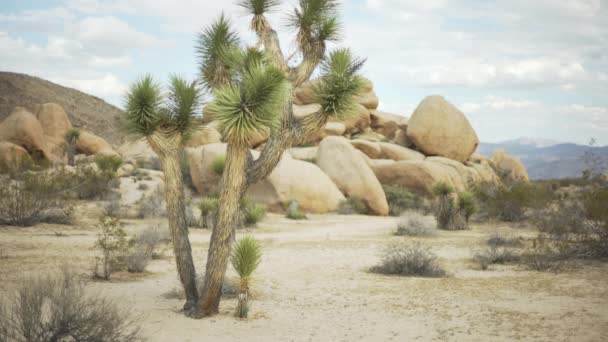 Ein Hoher Yucca Baum Vor Einem Großen Haufen Von Felsbrocken — Stockvideo