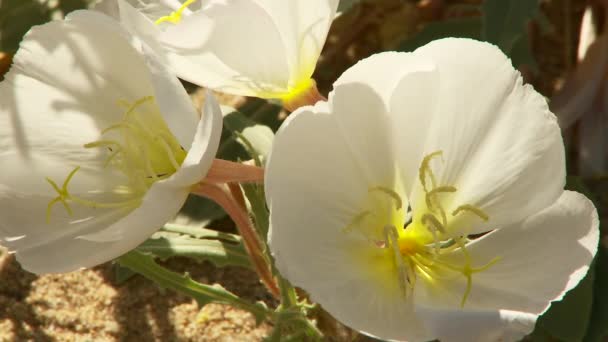 Desert Wild Flowers Scenic View — Stock Video