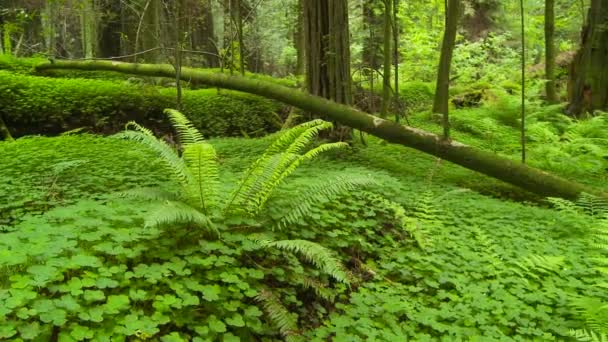 Árbol Secuoya Caído Bosque — Vídeo de stock