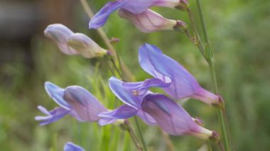 Vahşi Çiçek Görünümü