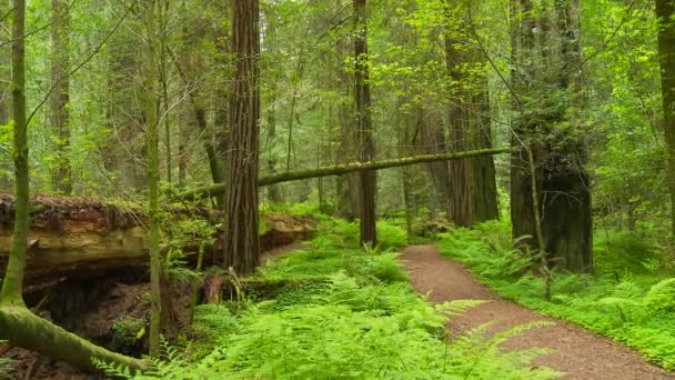 Redwood Forest Humboldt State Park — Stock Video