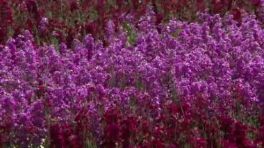 Mor Çiçekli Ticari Çiçek Çiftliği