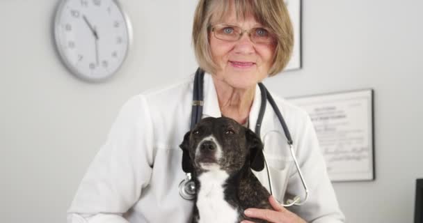 Жінка Ветеринар Дивлячись Камеру Мікшерним Собакою — стокове відео
