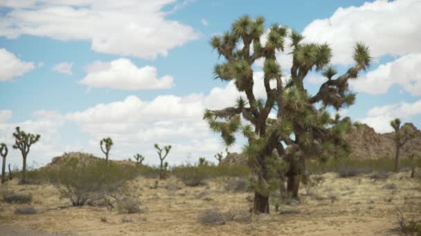 Vista Panorámica Del Desierto Mohave Poblado Cactus Crestas Rocosas Para — Vídeo de stock
