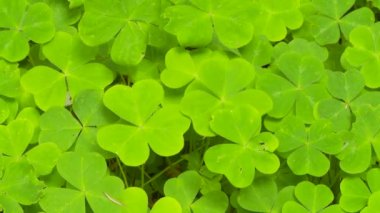 Sekoya doru kuşuna yakın çekim