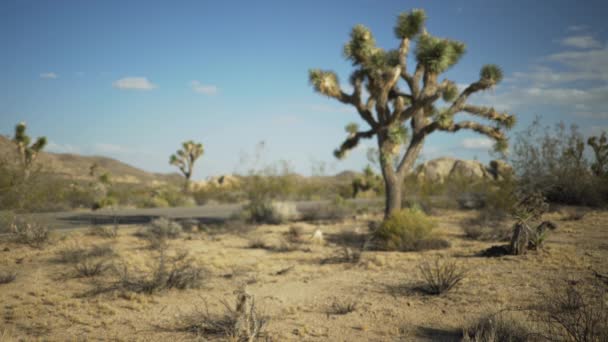 Eine Menschenleere Wüstenautobahn Der Nähe Von Yuccabäumen Für Green Screen — Stockvideo