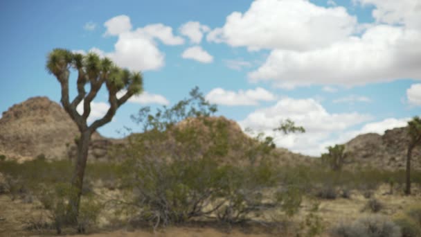 Stora Yucca Träd Och Kaktusar Befolkar Joshua Tree Öknen För — Stockvideo