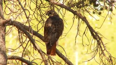 Kızıl Kuyruklu Şahin görünümü