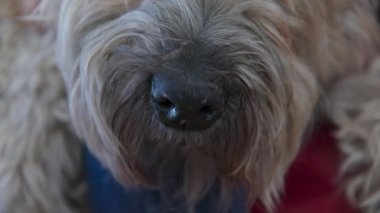 Sahiplerinin kucağında oturan evcil hayvanları ve kulak tırmalamaları varken gevşemiş yaşlı köpek burnuna aşırı yakın çekim. Wheaton Terrier 'i olan son sınıf öğrencisi bir kadın birlikte vakit geçiriyor. Yavaş çekim 4k