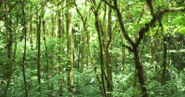 在哥斯达黎加的森林里 用薄薄的苔藓覆盖的树木拍摄的 森林空旷 树木稀疏 植被繁多 — 图库视频影像
