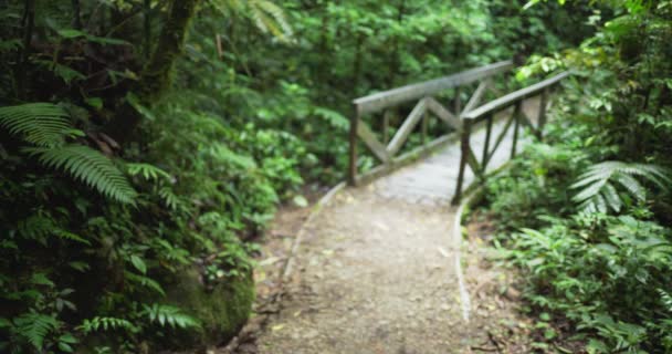 Wazig Schot Van Mossige Brug Costa Ricaanse Regenwoud Met Wilde — Stockvideo
