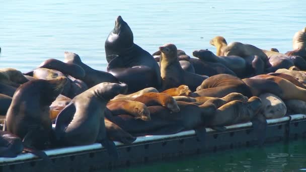 Large Group Seals Resting Dock — Stock Video