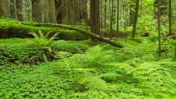 Fallna Redwood Träd Skogen — Stockvideo