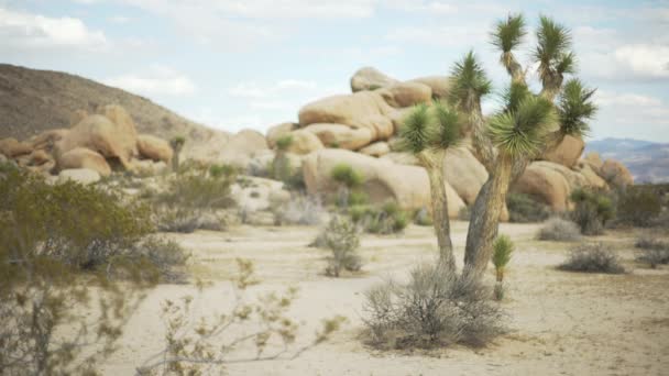 Una Gran Mesa Árbol Yuca Gran Valle Del Desierto Para — Vídeo de stock