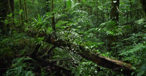 Devrilen Ağacın Gövdesinde Yetişen Yemyeşil Eğrelti Otlarının Bitkilerin Odaksız Çekimi — Stok video