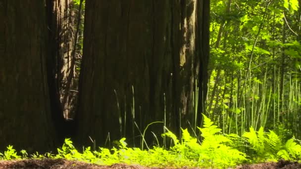 Tall Grass Ferns Redwood Forest — Stock Video